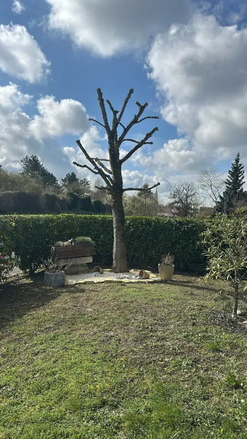 Élagage d’un arbre
