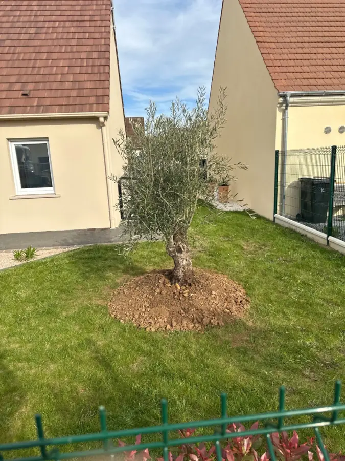 Engazonnement et plantation d’un arbre