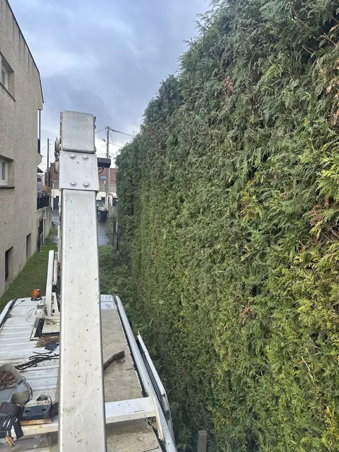 Taille d’une haie de grande hauteur