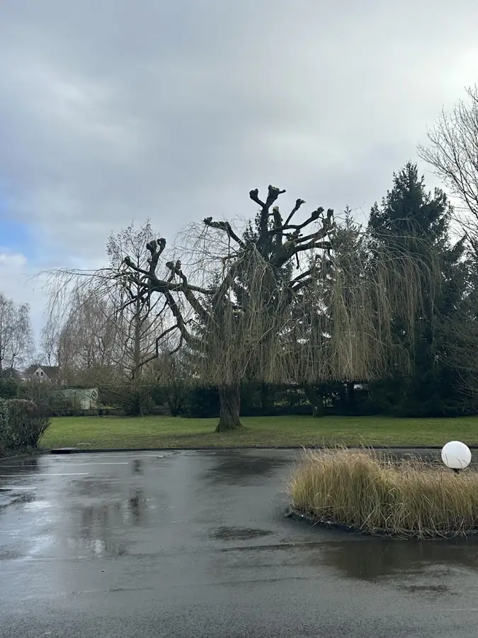 Taille en têtard au bord d’un étang